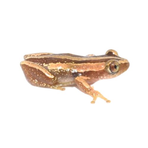 Reed Frog